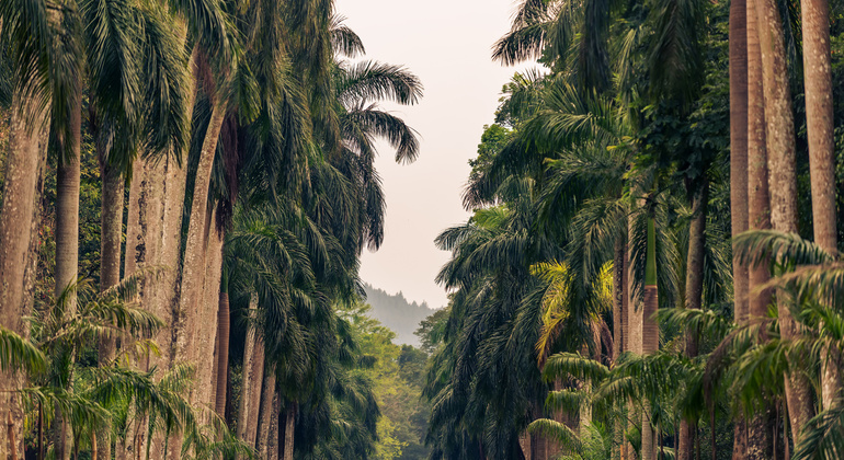 Tour por Lugares de Interés de Kandy desde Kandy Sri Lanka — #2