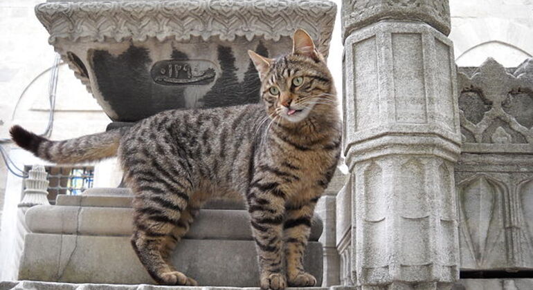 Visita gratuita: Pasea como un lugareño, saborea como un gourmet Turquía — #26