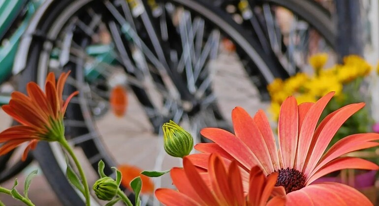 Discover Vitoria on two Wheels, Spain