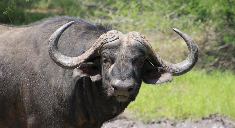 Nairobi Safari-Erlebnis: Aufwachen mit der Wildnis Kenia — #2