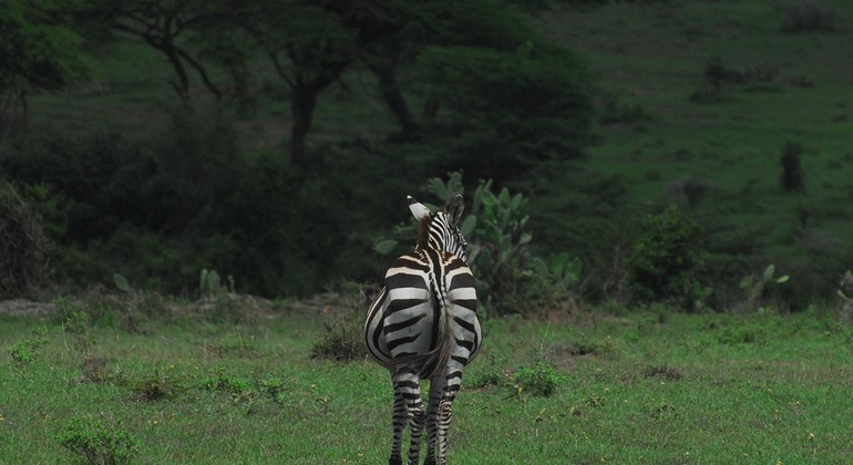 Nairobi Safari-Erlebnis: Aufwachen mit der Wildnis Kenia — #3