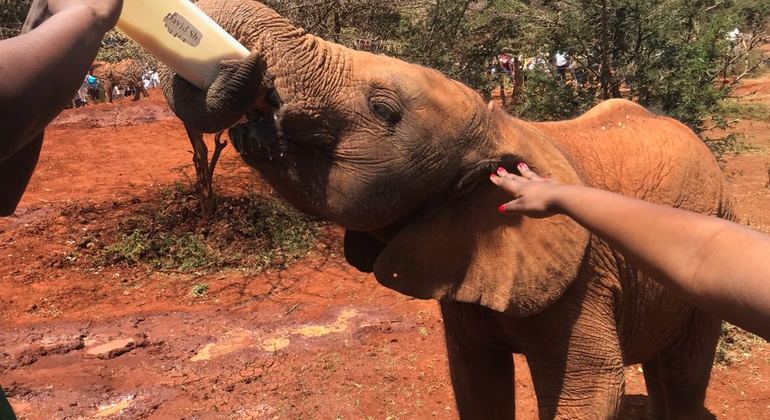 Visite d'une demi-journée du parc national de Nairobi Fournie par Samsons Safaris