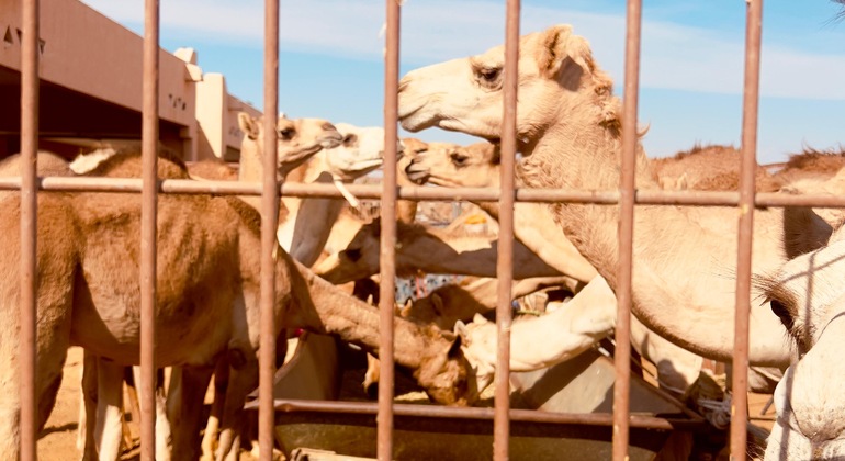 Esplorate Abu Dhabi con un tour di un giorno intero global.countries. — #14