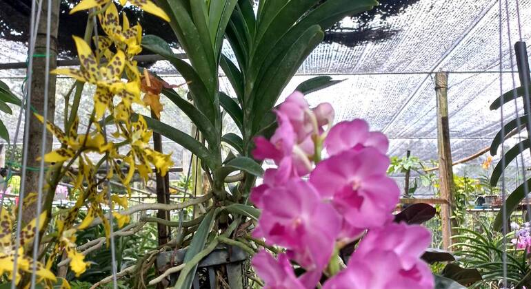 Mercado Flutuante de Banguecoque Comida local autêntica e passeio de barco Tailândia — #22