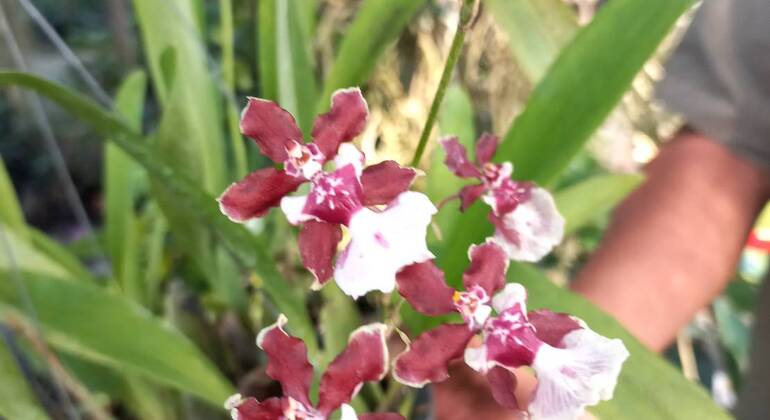Mercado Flutuante de Banguecoque Comida local autêntica e passeio de barco Tailândia — #25