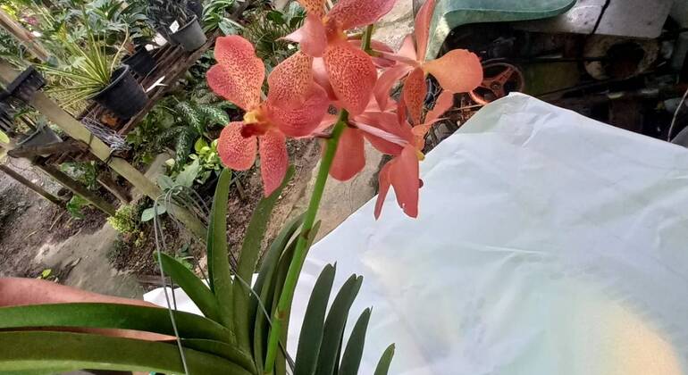 Mercado Flutuante de Banguecoque Comida local autêntica e passeio de barco Tailândia — #27