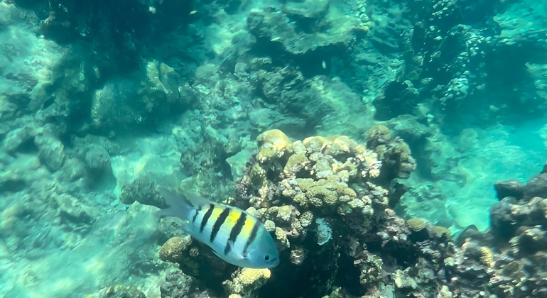 Snorkel y Aventura en el Archipiélago del Rosario Colombia — #3