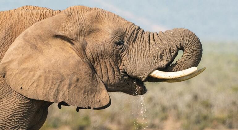 Safari Oshey: Aventura en el Circuito Norte de Tanzania