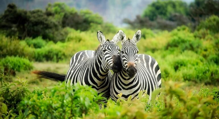 Oshey Safari: Northern Circuit Abenteuer in Tansania Tansania — #2