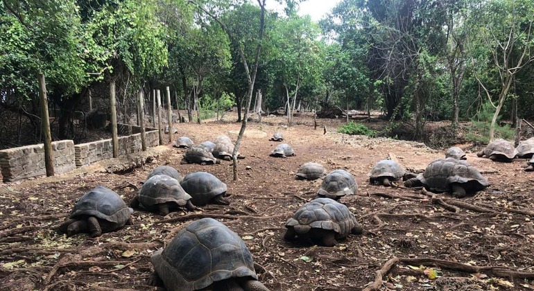 Zanzibar: Ilha Prisão e excursão ao banco de areia de Nakupenda Tanzânia — #5