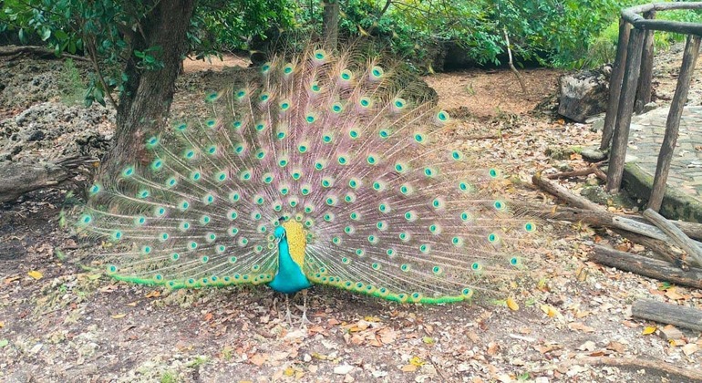 Zanzibar: Ilha Prisão e excursão ao banco de areia de Nakupenda Tanzânia — #9