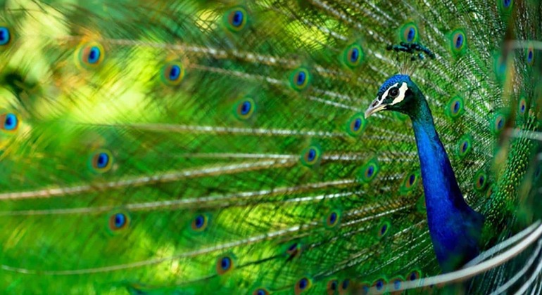 Zanzibar: Ilha Prisão e excursão ao banco de areia de Nakupenda Tanzânia — #11