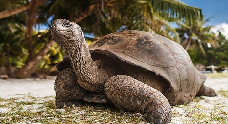 Zanzibar: Ilha Prisão e excursão ao banco de areia de Nakupenda Tanzânia — #13