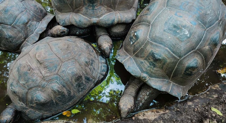 Zanzibar: Ilha Prisão e excursão ao banco de areia de Nakupenda Tanzânia — #23