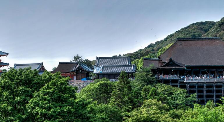 Experience Kyoto & Nara: Where Tradition Meets Wonder