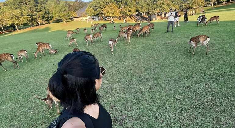 Experience Kyoto & Nara: Where Tradition Meets Wonder Japan &mdash; #4