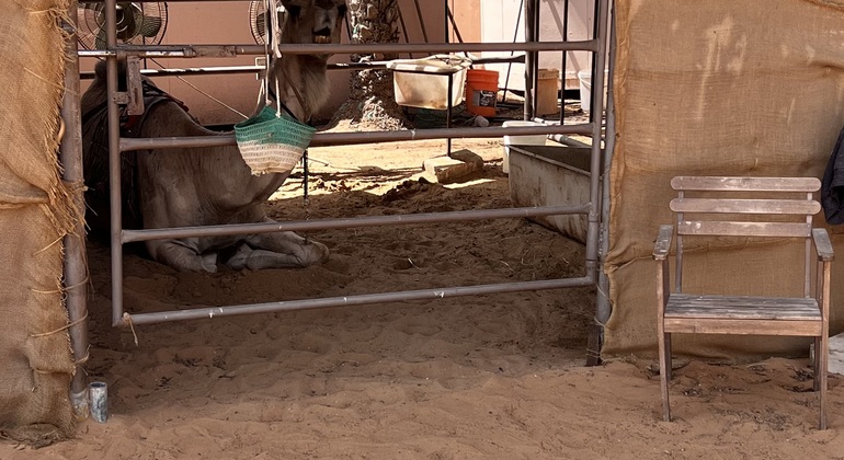 Visite culturelle guidée d'Abu Dhabi global.countries. — #12