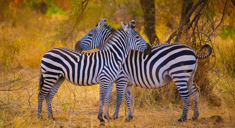 Escursione di un giorno con la fauna selvatica del Makuyuni Tanzania &mdash; #2