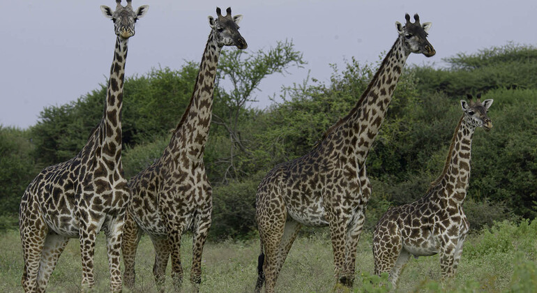 Escursione di un giorno con la fauna selvatica del Makuyuni Tanzania &mdash; #3