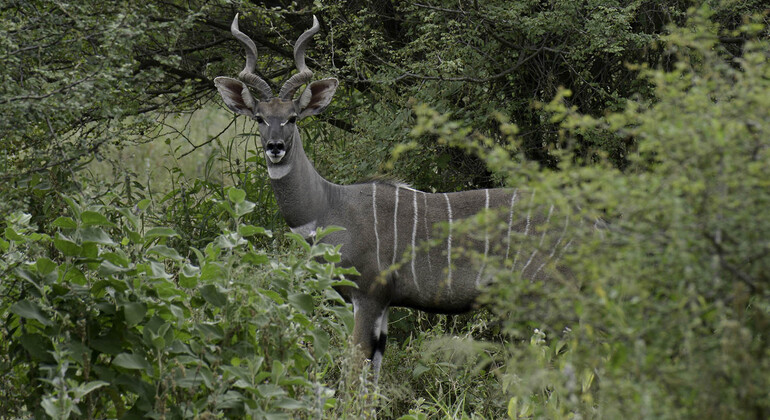 Excursion d'une journée à la découverte de la faune et de la flore de Makuyuni