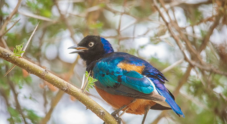 Escursione di un giorno con la fauna selvatica del Makuyuni Tanzania &mdash; #4