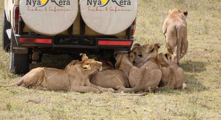 Tarangire Wildlife Safari Adventure Tanzânia — #2