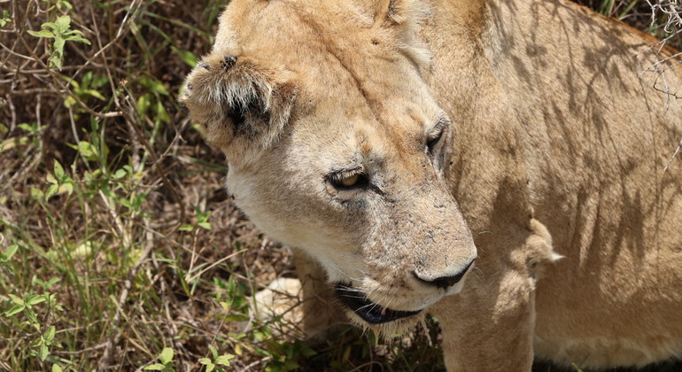 Tarangire Wildlife Safari Adventure Tanzânia — #3