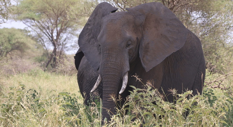 Tarangire Wildlife Safari Adventure Tanzânia — #5