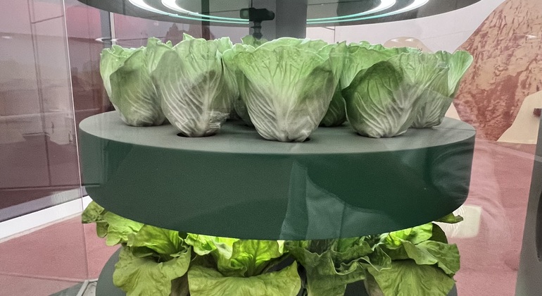 Visita de un día al Museo del Louvre y TeamLab Phenomena global.countries. — #2