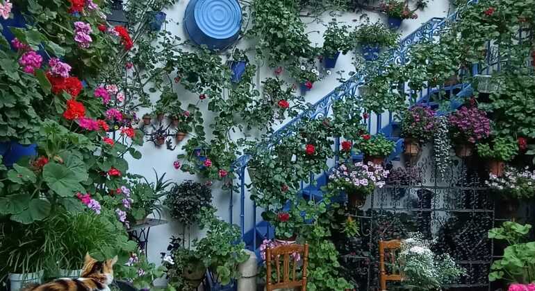 descubre-los-patios-tradiciones-de-san-lorenzo-en-2