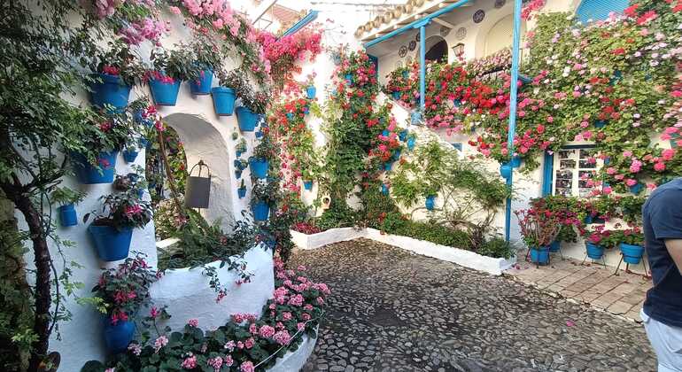 descubre-los-patios-tradiciones-de-san-lorenzo-en-3