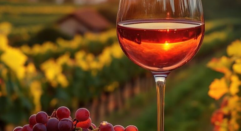 Albanian Wine Tasting Experience Albania — #4