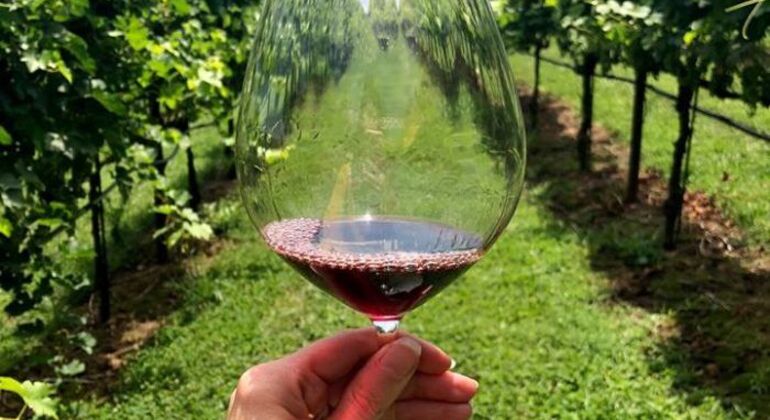 Albanian Wine Tasting Experience Albania — #5