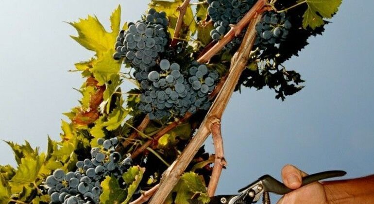 Albanian Wine Tasting Experience Albania — #6