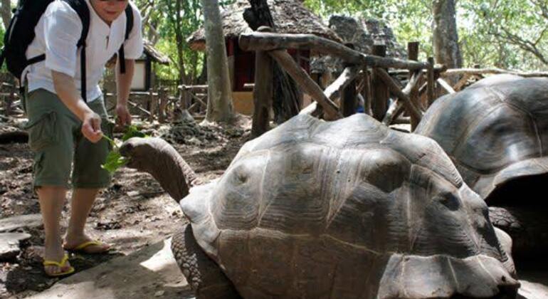 Visite de la tortue géante sur l'île prison Fournie par Mk Tours and Travel