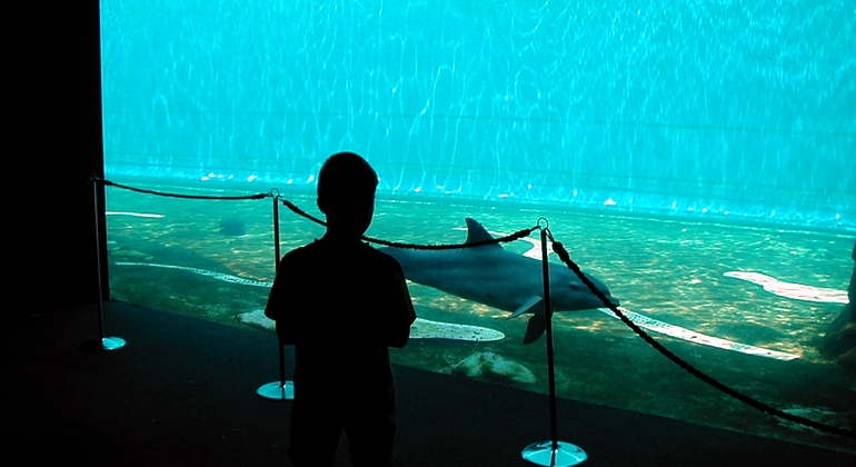 Recorrido gratuito por la historia de Génova con una vista desde lo alto Italia &mdash; #8