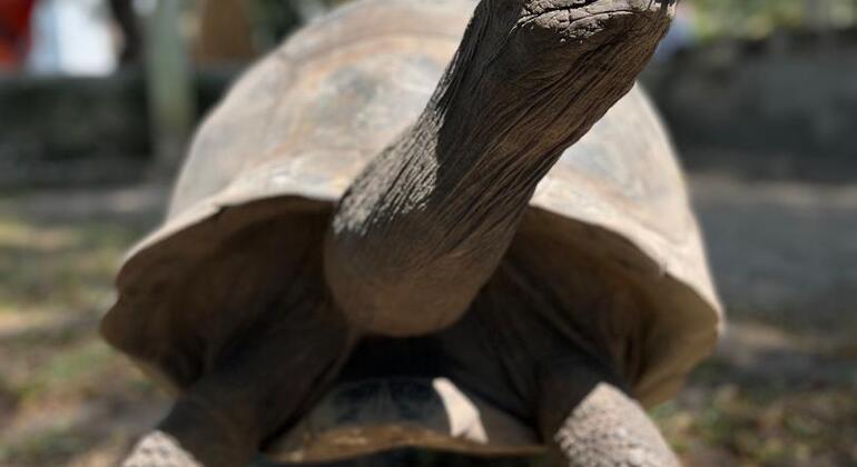 L'histoire, la culture et les tortues géantes de Stone Town Tanzanie — #12