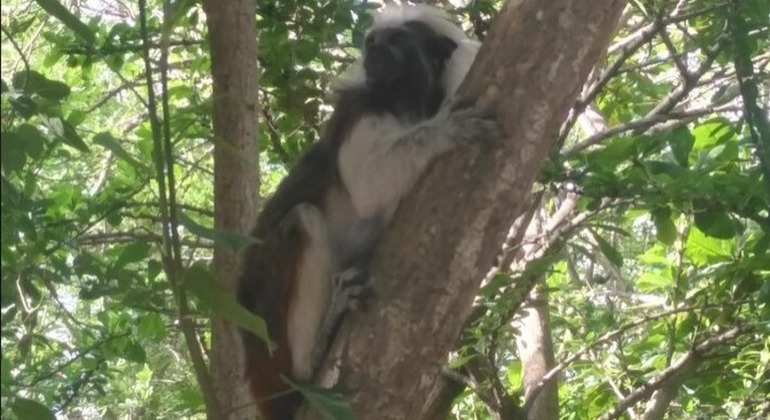 Essential Cartagena: Free Tour of Getsemaní Colombia — #9