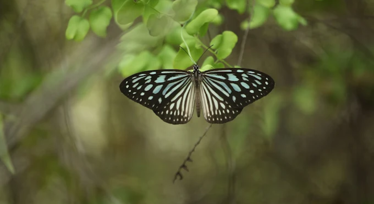 Städtisches Feuchtgebiet Naturspaziergang Sri Lanka — #3