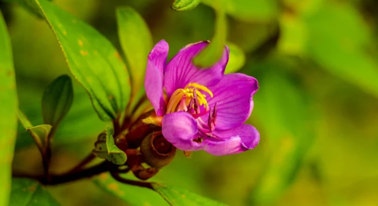 Städtisches Feuchtgebiet Naturspaziergang Sri Lanka — #4