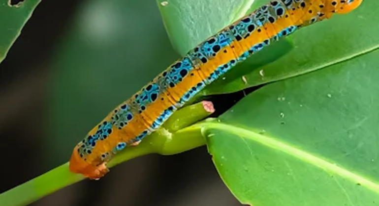 Städtisches Feuchtgebiet Naturspaziergang Sri Lanka — #5