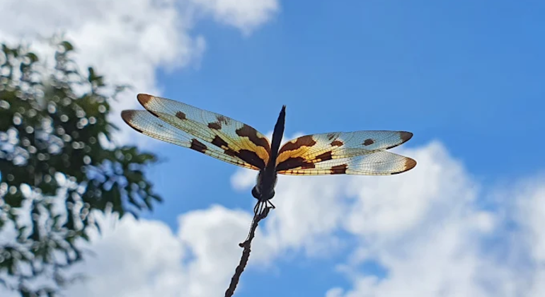 Städtisches Feuchtgebiet Naturspaziergang Sri Lanka — #6
