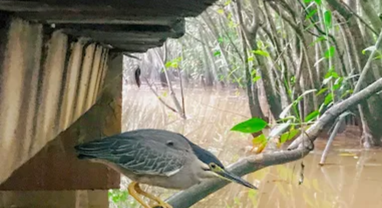 Städtisches Feuchtgebiet Naturspaziergang Sri Lanka — #7