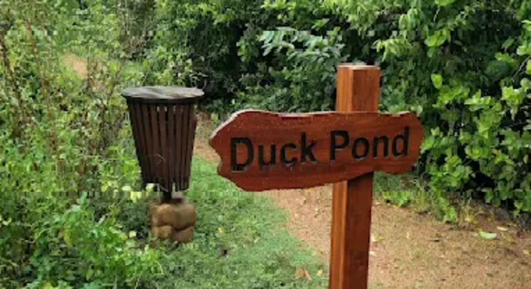 Städtisches Feuchtgebiet Naturspaziergang Sri Lanka — #8