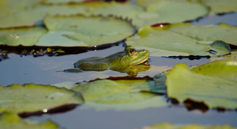 Städtisches Feuchtgebiet Naturspaziergang Sri Lanka — #9