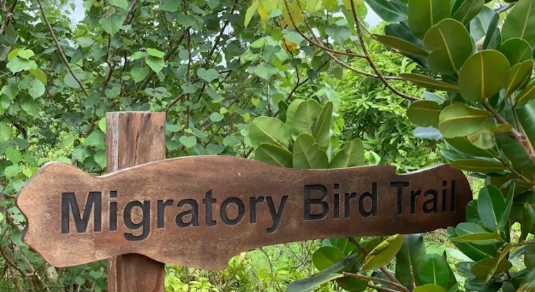 Städtisches Feuchtgebiet Naturspaziergang Sri Lanka — #10