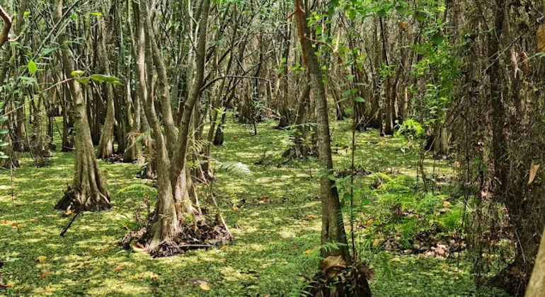 Städtisches Feuchtgebiet Naturspaziergang Sri Lanka — #11