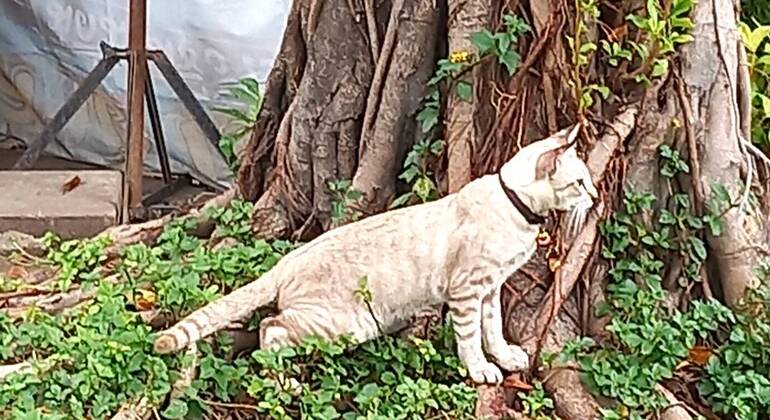 Historia, cultura y vida en el casco antiguo de Bangkok Tailandia &mdash; #13
