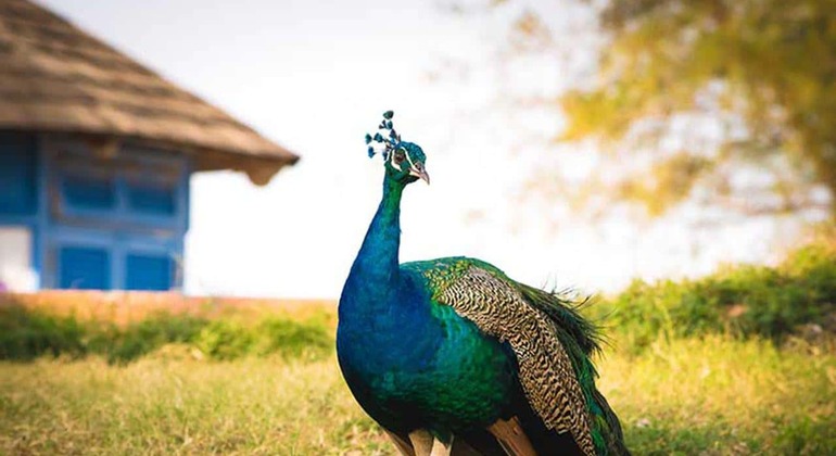 Erkunden Sie die Gefängnisinsel und die Nakupenda Sandbank in Sansibar Tansania — #11