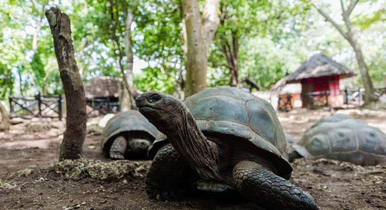 Erkunden Sie die Gefängnisinsel und die Nakupenda Sandbank in Sansibar Tansania — #12
